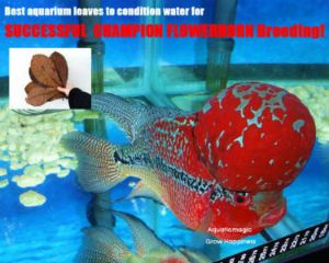 Catappa Leafs for Flowerhorn with FREE Economy Shipping